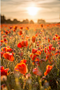 Summer breeze by Jokin Romero / 500px