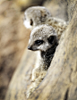 Photograph Baby Looking out by Sue Demetriou on 500px