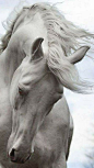 Horses  - Collections - Google+