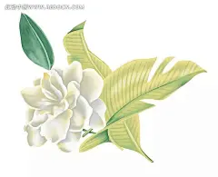 手绘茉莉花与叶子PSD素材PSD分层素材|PSD素材|分层素材|花边|花边素材|花朵|花卉|花纹|花纹素材|绘画素材|茉莉花|手绘|叶子|植物