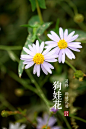 花朵图片 (3)