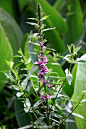 千屈菜，拉丁学名：Lythrum salicaria L.千屈菜科、千屈菜属多年生草本，根茎横卧于地下，粗壮；茎直立，多分枝，全株青绿色，略被粗毛或密被绒毛，枝通常具4棱。叶对生或三叶轮生，披针形或阔披针形，顶端钝形或短尖，基部圆形或心形，有时略抱茎，全缘，无柄。花组成小聚伞花序，簇生，因花梗及总梗极短，因此花枝全形似一大型穗状花序；苞片阔披针形至三角状卵形，三角形；附属体针状，直立，红紫色或淡紫色，倒披针状长椭圆形，基部楔形，着生于萼筒上部，有短爪，稍皱缩；伸出萼筒之外；子房2室，花柱长短不一。蒴果扁圆
