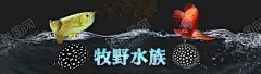 水族观赏鱼店招banner 【酷图网】水族观赏鱼,水族,观赏鱼,双十一,决战双十一,双十二海报,决战双十二,国庆,中秋,五一,家装季,优惠券,秒杀,促销,疯狂大甩卖,周年店庆,周年庆,新店开业,特惠,促销海报,产品活动,周年促销,疯狂促销,购物狂欢节,年终特惠,年终大促,年终盛典,电商促销,双十一海报,活动海报,双十一特惠