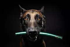 点击来源直接获取大图文件 |Portrait of a Belgian shepherd dog with a toy in its mouth, shot on an isolated black background.