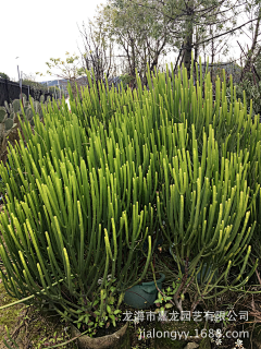 刘小二的2采集到沙生植物