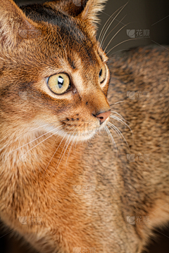 HEIFOX采集到猫