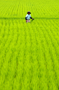 Japanese rice field | Green