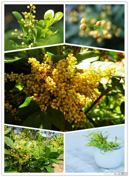 #花瓣花语录#米兰，别名树兰、米仔兰，楝...