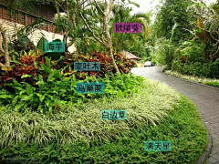 疯油静采集到植物设计