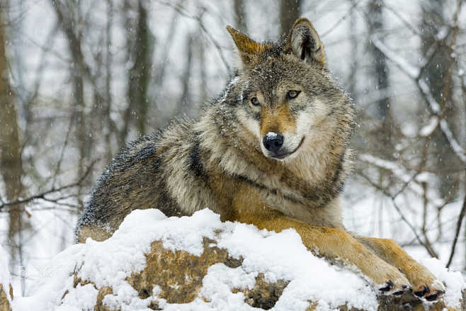 Wolf and Snow by Laj...
