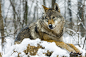Wolf and Snow by Lajos Endredi on 500px