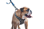 狗5