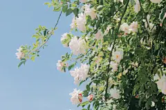 春日繁花 cr.摄影师@西篝     |   ipad电脑壁纸