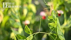 美丽文字_心情故事_网络热词_短语_陈世志作品_桌面壁纸_爱壁纸HD