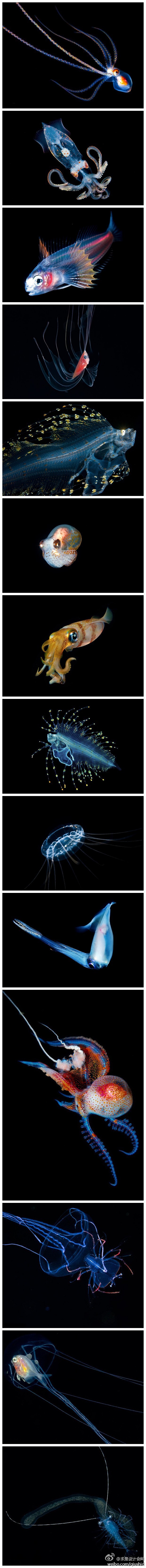 求是设计会网充满了迷幻色彩的海洋生物，来...