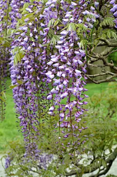 紫藤,熏衣草,薰衣草色,自然,垂直画幅,有蔓植物,绿色,无人,开花时间间隔,春天