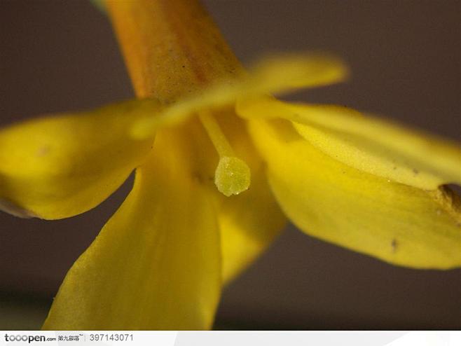迎春花花蕊特写