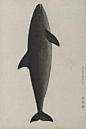 鱼类图鉴●镰海豚