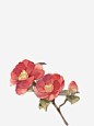 手绘山茶花免抠素材_新图网 https://ixintu.com 大红色 山茶花 开花 花苞