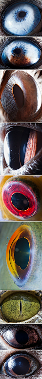 @angs设计小学：瞳孔摄影师Suren Manvelyan除了人的瞳孔之外还对动物也感兴趣，图中瞳孔依次是：1.哈士奇2.哈士奇3.暹罗猫4.英国短毛猫5.七彩神仙鱼6.鱼眼7.尼罗河鳄8.兔子9.豚鼠-http://t.cn/zOb1j8D 
