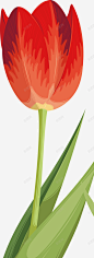 郁金香手绘郁金香花束矢量图 郁金香矢量图 郁金香花 郁金香花瓣 元素 免抠png 设计图片 免费下载 页面网页 平面电商 创意素材