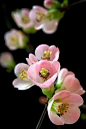 yes-iamredeemed:

quince by joe holmes on Flickr