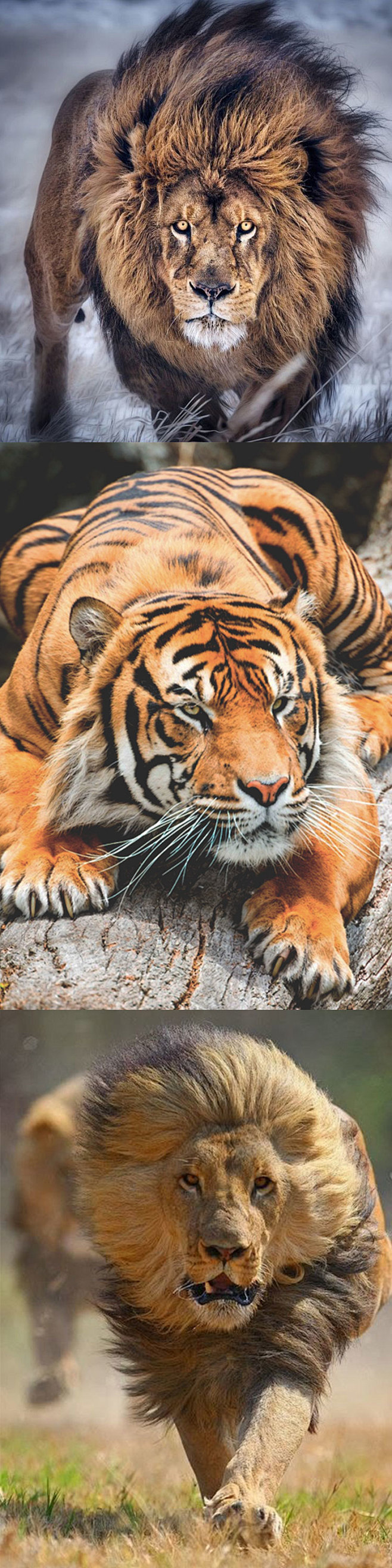 361大猫摄影电子图片素材狮子老虎猎豹子...