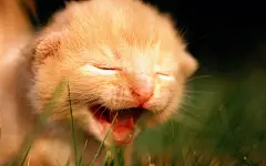 毛绒可爱猫宝宝写真 桌面壁纸2