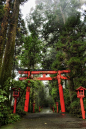 The Rainy Forest in Hakone, Kanagawa, Japan