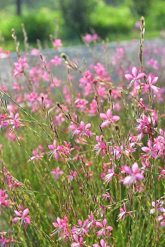 千鸟花 山桃草