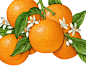 Thirty Years of Lemon, Lime & Grapefruit Illustrations : Lemon, lime, and grapefruit illustrations used for packaging.