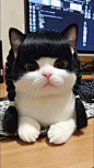 This may contain: a black and white cat sitting on top of a desk