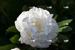 牡丹 花 白色的 自然 美丽的花朵 花壁纸 植物群 春天