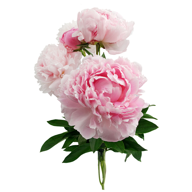女王节鲜花免扣素材