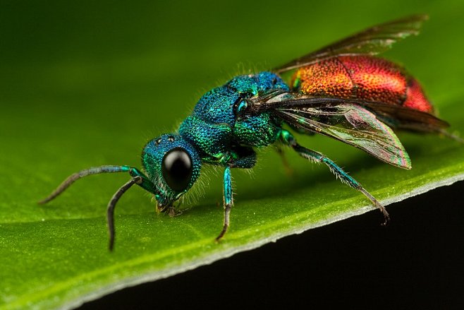 36张漂亮的昆虫微距摄影 #微距摄影# ...