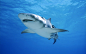 General _ animals nature wildlife fish sharks sea oceans