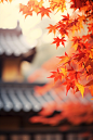 城墙上的枫叶二十四节气秋天立秋摄影图片