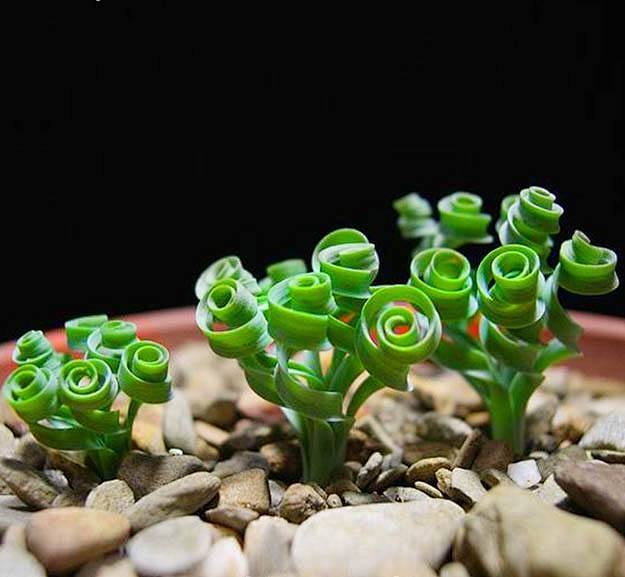 弹簧草
弹簧草（学名：Albuca na...