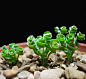 弹簧草
弹簧草（学名：Albuca namaquensis Baker）是天门冬科，哨兵花属的多年生鳞茎类多肉植物，植株具圆形或不规则形鳞茎，地下部分的表皮黄白色，露出土面的部分呈黄绿色。其线形叶由鳞茎顶部抽出，最初直立生长，以后逐渐扭曲盘旋。花梗由叶丛中抽出，总状花序，小花下垂，花瓣正面淡黄色，背面黄绿色，花期3-4月。

分布于非洲南部的开普省及纳米比亚。喜凉爽、湿润和阳光充足的环境，怕湿热，耐半阴，也耐干旱，有一定的耐寒性，夏季休眠，秋季至春季生长。

弹簧草形态独特，鳞茎古朴，其线条流畅飘逸，富于