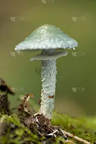 铜绿菌,自然,垂直画幅,植物,无人,蓝色,苔藓,蘑菇,棍,大特写