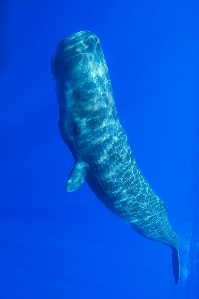 鲸目·齿鲸亚目·抹香鲸科·抹香鲸属:抹香鲸