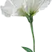 png免抠花朵素材下载