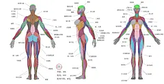 女人体三视图-花瓣网