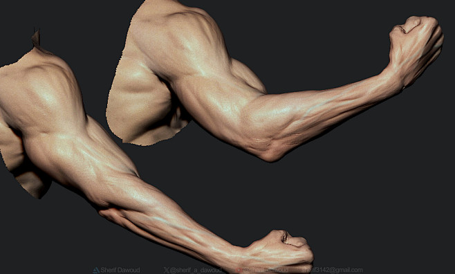 Arms Motion study - ...