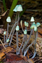 ˚Mycena amicta