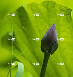 花蕾 美丽的花朵 莲花 花壁纸 莲花芽 花卉背景 荷花 粉红色的花