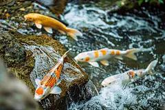 争食虫饵的池塘里锦鲤摄影图片