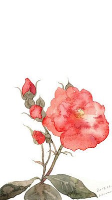 涂鸦 色彩 水彩 手绘 铅笔 彩铅 彩色 可爱 插画 艺术 动漫(画) 黑白 植物 建筑 绘画 古风 花 壁纸 水粉 色彩 动物 水墨