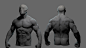 Male Torso, Niyazi Selimoglu : I've worked little bit on my anatomy model. 
Hope you like it..