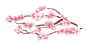 梅花、粉色、桃花PNG